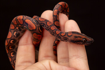 Epicrates cenchria is a boa species endemic to Central and South America. Common names include the rainbow boa, and slender boa.