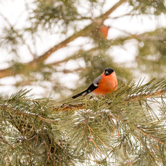 forest birds bullfinches and redpoll on tree branches and feeders