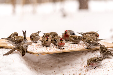 forest birds bullfinches and redpoll on tree branches and feeders