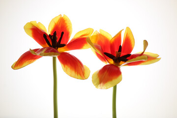 Tulipani isolati su fondo bianco  fiori di colore rosso e giallo screziato © Enzo Pancaldi