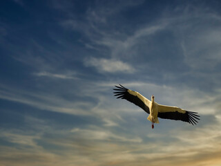 Stork 