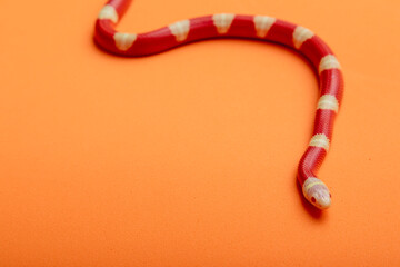 Lampropeltis triangulum, commonly known as the milk snake or milksnake, is a species of kingsnake