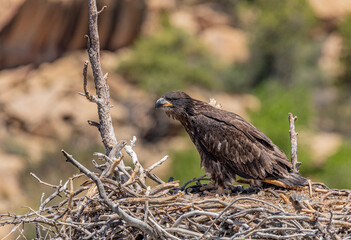 Fledgling Bald Eagle on the Nest