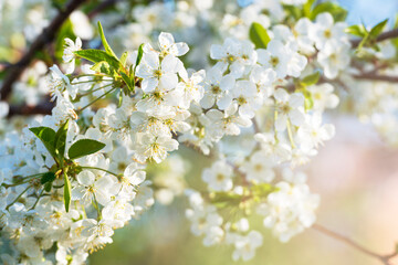 White spring cherry flowers