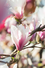 Closeup of magnolia flowers