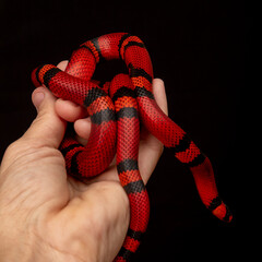 Lampropeltis triangulum, commonly known as the milk snake or milksnake, is a species of kingsnake