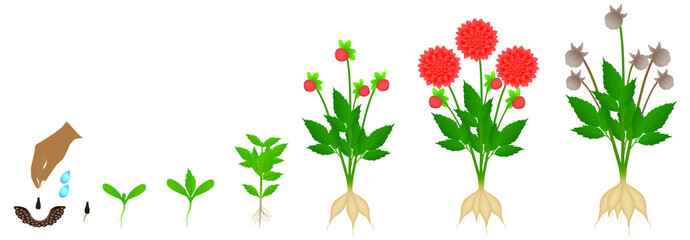 Cycle of growth of a dahlia flowers isolated on a white background.