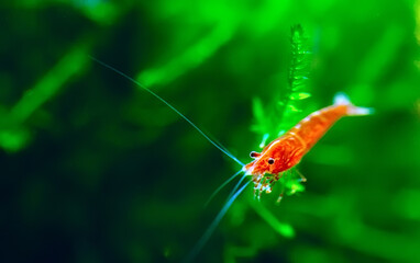 Naklejka premium Big fire red or cherry dwarf shrimp with green background in fresh water aquarium tank.