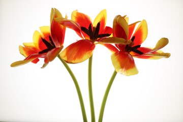Tulipani isolati su fondo bianco; fiori di colore rosso e giallo screziato - obrazy, fototapety, plakaty