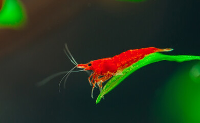 Big fire red or cherry dwarf shrimp with green background in fresh water aquarium tank.