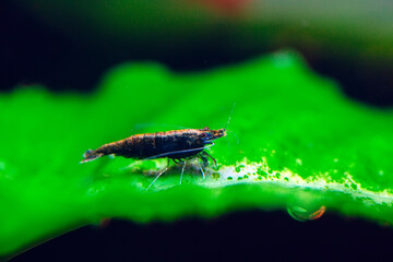Big fire red or cherry dwarf shrimp with green background in fresh water aquarium tank.