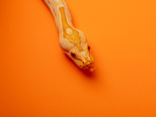 Gold Python, Reticulated python (Python reticulatus)