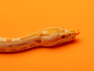 Gold Python, Reticulated python (Python reticulatus)