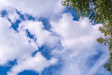 Fototapeta premium green foliage of a tree on a background of sky with clouds