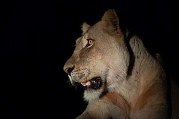 Obraz na płótnie Canvas Female lion seen at night on a safari in South Africa