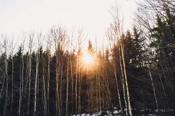 Foto auf Leinwand sunset in the trees © vojta