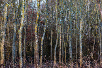 Looking through woodland in wintertime