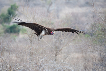 Lappet-faced Vulture seen on a safari in Kruger National Park 