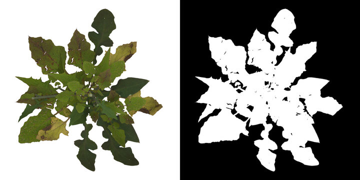 Top view of tree (Ixeris Polycephala) png with alpha channel to cutout 3D rendering