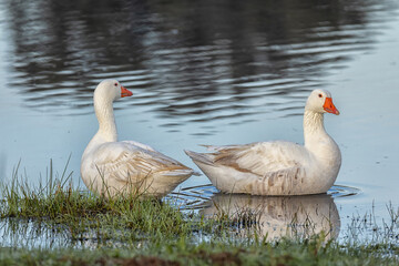 Two ducks in their natural environment.