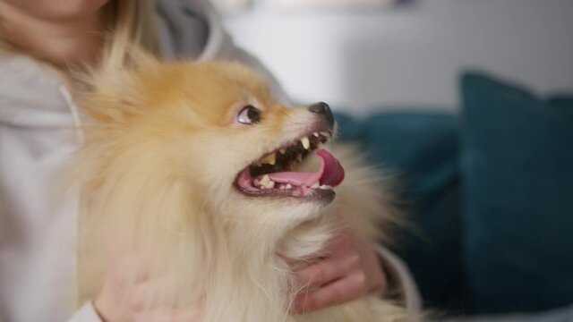 Pomeranian dog is sitting on the girl's knees. Woman is petting her dog. Close-up of happy domestic animal in arms of his owner. Dog is breathing with its wide open mouth. 
