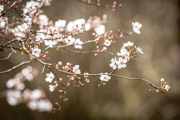 Blossom Flowers on a Blackthorn Bush, also known as Prunus Spinosa, in Early Spring - obrazy, fototapety, plakaty
