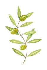 Olive branch painted in watercolor. Drawing by hand