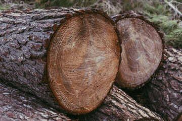 Cross section of a trunk