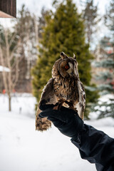 long-eared gray owl with yellow eyes sits on a glove in the winter during the day 