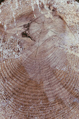 Wooden detailed texture of cut tree trunk. Tree trunk cross-section