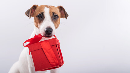 Portrait of a cute dog jack russell terrier holding a gift box in his mouth on a white background.