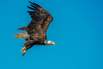 Adult Bald Eagle in Flight Virginia