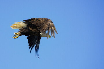 Obraz premium Adult Bald Eagle in Flight Virginia