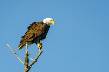 Perched Adult Bald Eagle