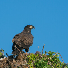 Perched Juvenile Bald Eagle