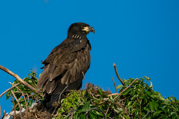 Perched Juvenile Bald Eagle
