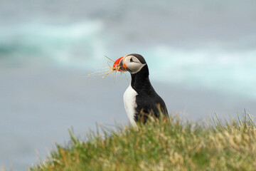 Atlantic puffin at the famous birds breeding place Latrabjarg, carrying grass for the nest