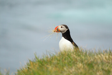 Atlantic puffin at their breeding place Latrabjarg