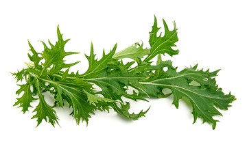 Fresh arugula leaves, isolated on white background. High resolution image