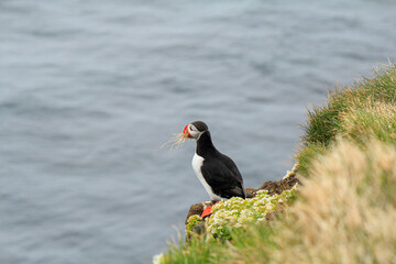 Atlantic puffin at their breeding place Latrabjarg