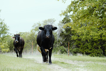 Black beef cattle walking down path through spring pasture in Texas field.