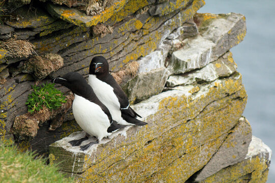 Common murre at their breeding place Latrabjarg