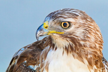 Profile - Red Tail Hawk