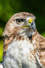 Focus - Red Tail Hawk