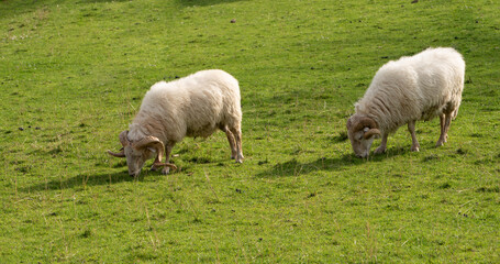 sheep grazing free on the meadow