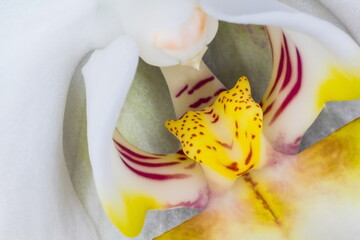 Tiger in the Orchid