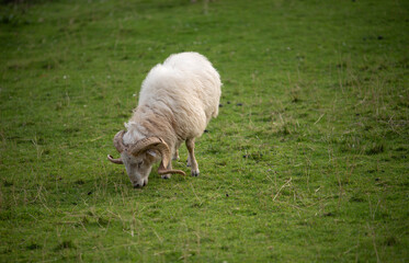 Naklejka na ściany i meble sheep grazing free on the meadow