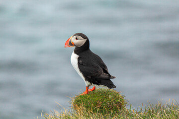 Atlantic puffin at their breeding place Latrabjarg