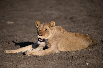 Female Lion seen on a safari in South Africa