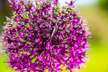 Fototapeta premium close up of flowers